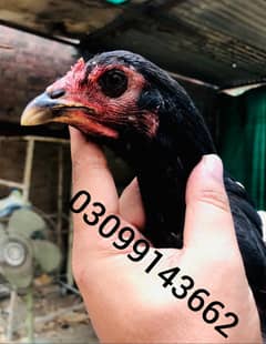 Thai aseel madi black eyes