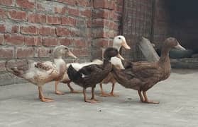 4 female 1 male duck