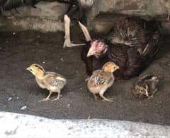 Hen chicks