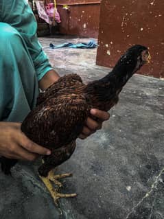aseel hen