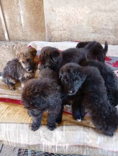long coat Black German shepherd puppy FCI  blood line| gsd puppies