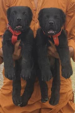 Alabai Dog |King Alabai |puppy |Alabai puppies |Central Asian Shepher