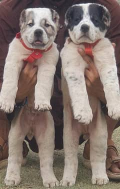 Alabai Dog |King Alabai |puppy |Alabai puppies |Central Asian Shepher
