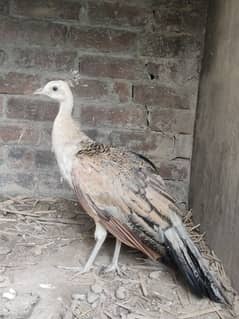 Peahen age 4 month Healthy and active