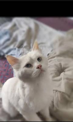 white  cat