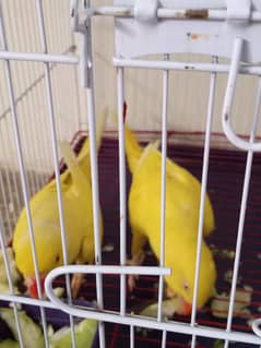 yellow Ring nack
