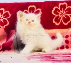 All types of quality in persian