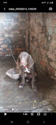 pointer dog for sale
