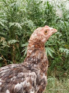 chicks