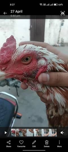 Aseel pure Aseel