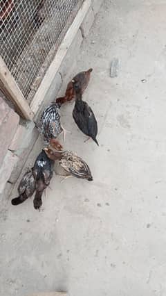 pure Sindhi Aseel 6 chicks are available