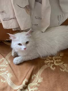 Persian cat Free