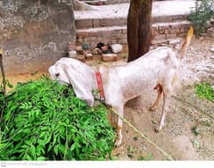 bakri for sale