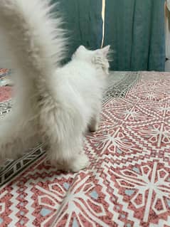 Persian cats