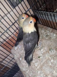 Love Birds 4 Pair & One budgies pair