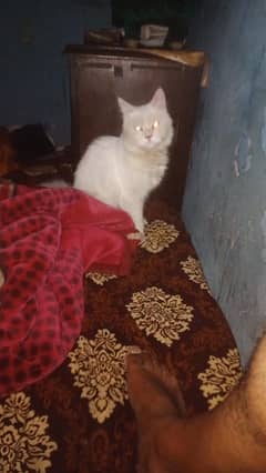 for sale cate 03217868671