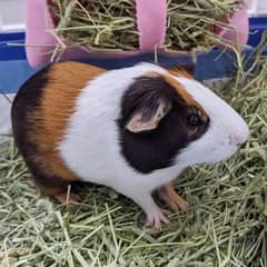 Healthy & Cute Tricolor Guinea Pig for Sale – Perfect Pet!