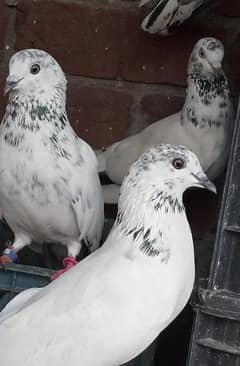 pigeons