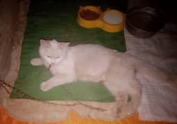Persian cat/triple coated/ Persian kittens/punch face kitten