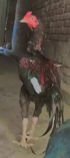 Pakistani aseel for sale no:0-3-0-8-6-11-22-11 ye mera nambr active h