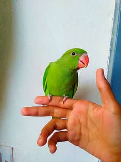 parr0t