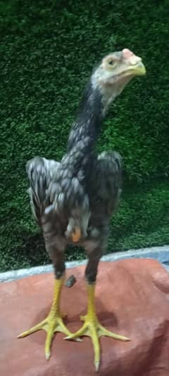 Jerman Shamo pair age 4 month almost
