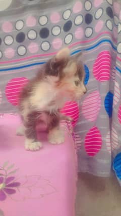 kitten