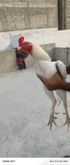 Heera aseel breeder