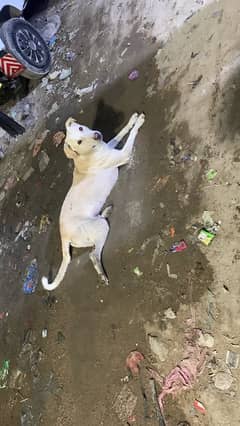 very cool Dog