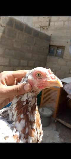 Mashallah jaggery breeder Madi