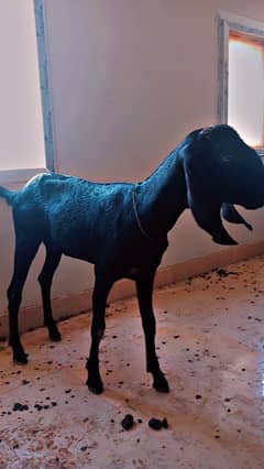 Bakra Bakri Pair Hai