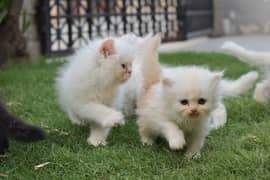 Persian Kittens for Sale