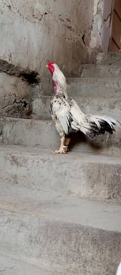 Pure mianwali aseel