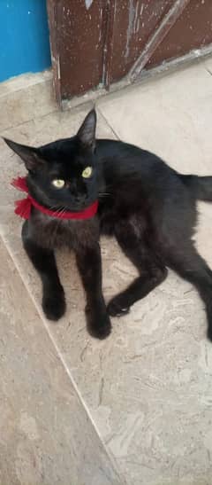 black cate