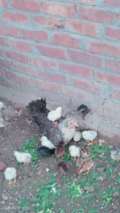 Dasi kruk wali hn