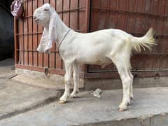 Gulabi bakra