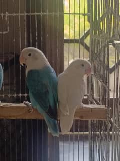 lovebird pair /parrots