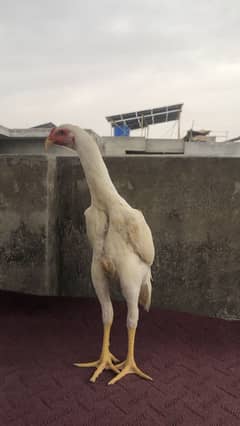 White o shamo male