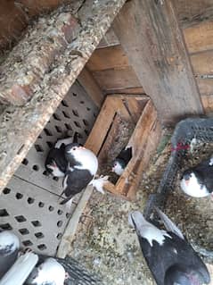 Sherazi pigeon for sale Healthy and active Nail tail fly everything o