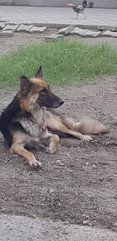 German shepherd female for Sale / Exchange possible