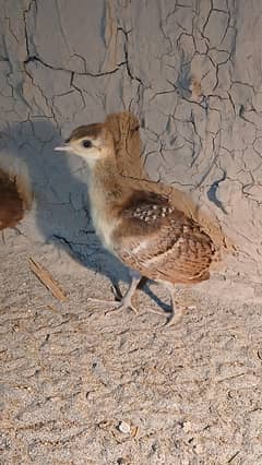 peacocks Chicks moor k bache healthy active and vaccinated