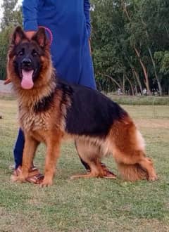 German Shepherd female 9 month for sale