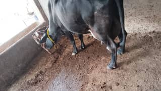 High quality cow 22 kg Milk for . . call 0.322. 786.7288. Tariq Javed