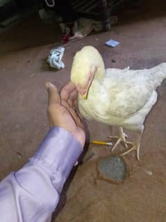 Hera Hen 1 year old