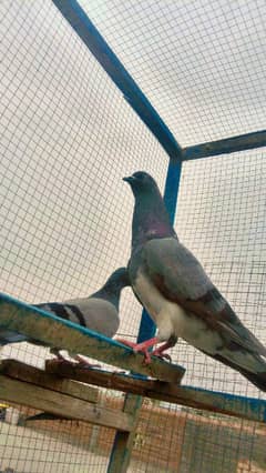 chapra pair healthy active 03135433480
