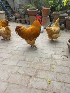 Golden buff hens pair for sale