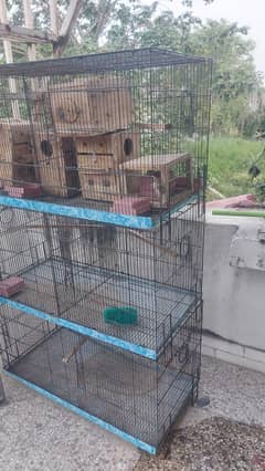 birds