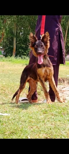 Belgium Shepherd mail 4 months for sale