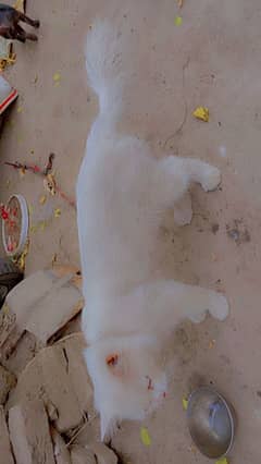 persian