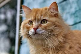 Orange Persian Cat